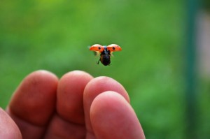 Ambitiously - Ladybug flying above fingers (Small)
