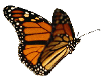 butterfly-animation-slower